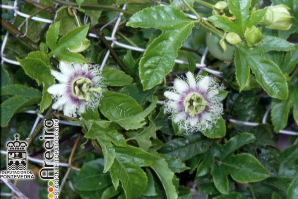 Maracuya - Passion Fruit - Maracuia (Passiflora edulis) >> Maracuya (Passiflora edulis) - Flor.jpg